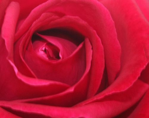 Whitecroft Garden - Red Rose
Everyone takes photographs of roses, particularly red roses.  I was taking photos of doggies when I saw this rose tucked away in the garden, near the pear trees.
Keywords: red rose garden Whitecroft