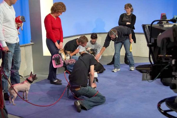 Marjorie and Tapa on ITV "This Morning"
This was a rehearsal of the "Pampered Pooch" piece on ITV's "This Morning" on February 23 2006.  Their resident vet, Dr Scott Miller, gives Tapa a kiss.
Ključne besede: Tapa dog massage English Bull Terrier ITV This Morning dog kiss Dr Scott Miller Marjorie
