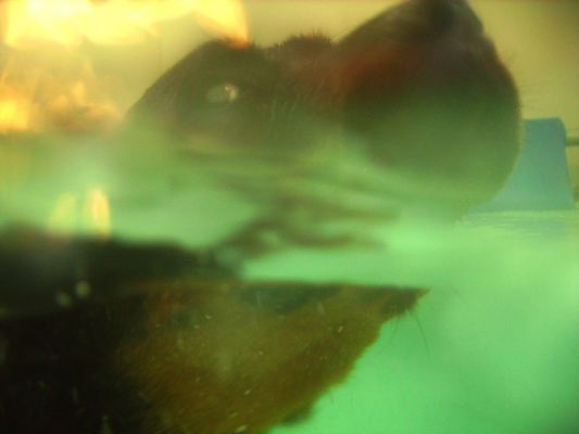 Ronan
Ronan swimming, photographed from underwater.
Mots-clés: Ronan swimming dog Rottweiler canine hydrotherapy dog swimming Ritz Canine