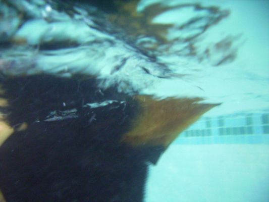 Ronan Swimming
An underwater shot of Ronan swimming (that's his head above water).
Mots-clés: Ronan Rottweiler swimming dog canine hydrotherapy Ritz Canine underwater