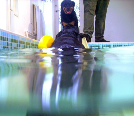 Ronan Going Up the Ramp to Missy
As Ronan starts up the PetRamp, Missy is at the top to welcome him.  (With me just behind Missy, ready with a big fluffy white towel.)
Mots-clés: Ronan Missy towel PetRamp swimming dog Rottweiler Ritz Canine