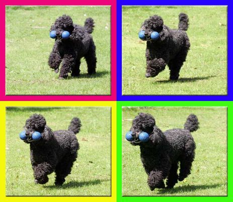 Running Poodle
Ключові слова: Bali India French poodle Lucies Farm dog hotel dog kennel dog resort