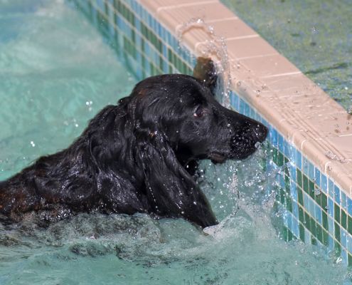 Frankie Tagging The Side of the Pool
A bit like an Olympic swimmer finishing a race.
Ключови думи: Frankie cocker spaniel swimming dog canine hydrotherapy