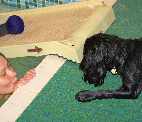 Frankie Looking at Elzbieta in the Pool
Frankie had already been in for a swim, and was trying to decide if he wanted to go in again.
Ключові слова: Frankie cocker spaniel Elzbieta swimming dog canine hydrotherapy