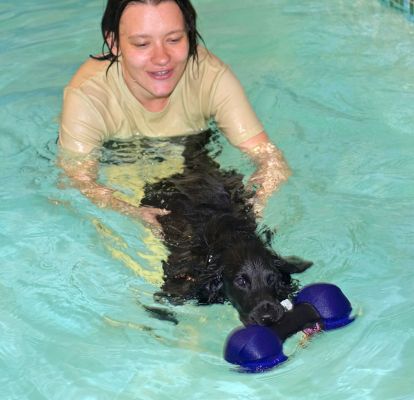 Frankie Swimming for the Floating Toy
Keywords: Frankie cocker spaniel Elzbieta swimming dog canine hydrotherapy Ritz Canine