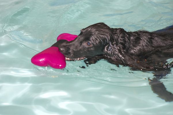 Frankie and the Floating Toy
Keywords: Frankie cocker spaniel floating toy swimming dog canine hydrotherapy Ritz Canine