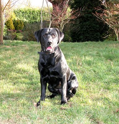 Sitting Pretty
Not taking his eyes off the ball for a moment.  A cold winter's morning, February 19 2005
Λέξεις-κλειδιά: Labrador, winter, dog, ball playing, catch ball, Lucies Farm
