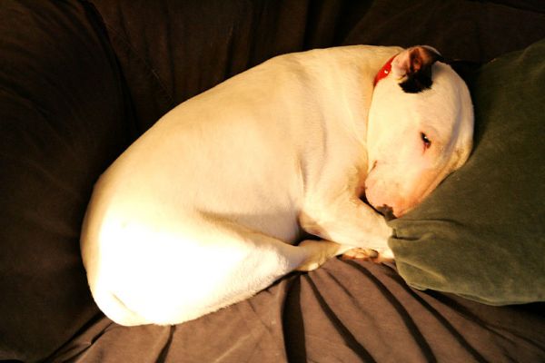 Sleeping Kiko
We seem to have many pictures of sleeping bull terriers --- it gives the false impression that all they do is sleep.  Took this photo at about 3:00 AM this morning.  Kiko asleep on the couch, with his head resting comfortably on a cushion.
Anahtar kelimeler: sleeping bull terrier Kiko cushion sleeping dogs