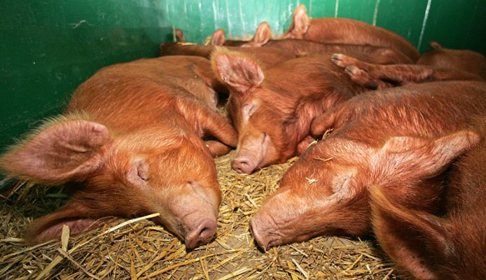 Three Sleeping Tamworth Pigs
Clean, sweet-smelling Tamworth pigs --- not disturbed by my flash photography.  Happy, contented pigs having pleasant dreams.
Palabras clave: Tamworth pigs dreams pork