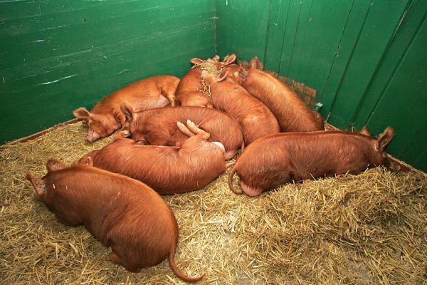 Sleeping Tamworth Pigs
It's been very damp, so we brought some of the Tamworth pigs into the stable.  We cleaned them off first --- look how they shine.  And they don't foul in the stable, just in a corner of the stable yard.  This is all one litter:  they're brothers and sisters.  Born in April 2005, about six months ago.  Isn't it great how they sleep in a big gaggle?
Anahtar kelimeler: Tamworth pigs siblings stable Lucies Farm pork