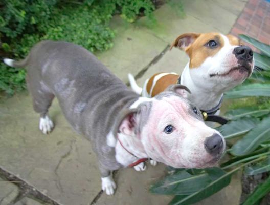 Missy and Snoopy
Keywords: Missy Snoopy Staffordshire bull terriers dog kennel dog resort dog boarding Lucies Farm