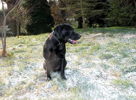 Snow Dogs
This is the Great Snowstorm of February 2004 -- at the worst it was like a sprinkling of sugar on the lawn.  But The Men sure loved it.
Ključne besede: snow, snow dog, Labrador, Lucies Farm, winter, dogs