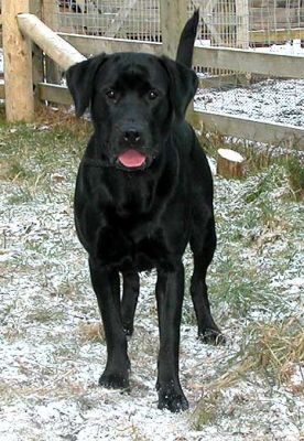 Snow Dog
Ключові слова: Labrador, Lucies Farm, dog, dog hotel, snow