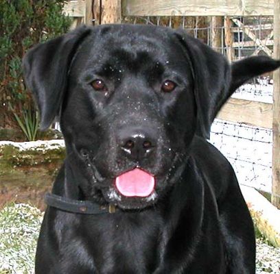 Snow Dog
A little bit of snow on the face --- that won't stop me from playing ball!
Ключові слова: snow, snow dog, Labrador, The Men, Lucies Farm, dog resort