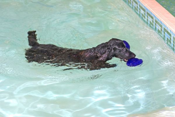 Frankie Swimming
With the floating dog toy, swimming to the edge of the pool.
Keywords: Frankie swimming floating toy cocker spaniel canine hydrotherapy Ritz Canine