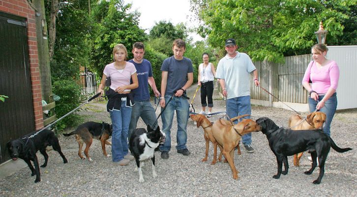 The Sunday Walk
Looks a bit like a class photograph.  All dogs were walked in their own familiar "group," but as part of the big whole.
Anahtar kelimeler: Lucies Farm dog walking dog kennel dog boarding
