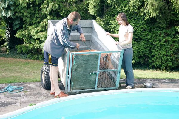 How Do You Get a Pig in the Pool
We tried to walk him with a halter, but pigs don't like walking with a halter.  We put him in the small trailer and when we opened the back gate --- well, he just sort of jumped into the water.
Anahtar kelimeler: Tamworth pig swimming pig Greg Emilia heated pool Lucies Farm