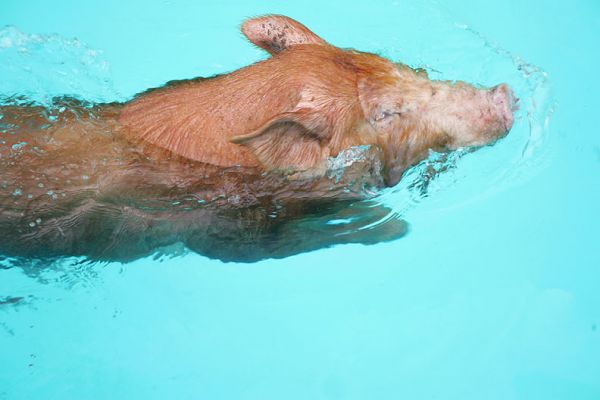 Tamworth Pig, Swimming
Having an early autumn afternoon swim in our heated pool.
Keywords: Tamworth swimming pig heated pool Lucies Farm autumn