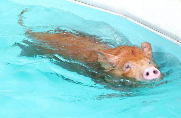 The Swimming Tamworth
Once we got him in the pool, there was no stopping him.  He's a strong swimmer, and he raced around the edge of the pool like an Olympic athlete.
Ключові слова: Tamworth pig swimming pig pool athlete swimmer pork