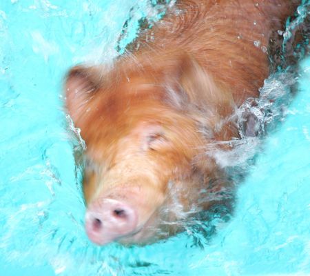Our Own Ralph
By far the most popular attraction was Ralph, the Swimming Pig. Ralph swam around Aquarena Springs performing tricks and dives until the early 1990s when he retired.  A picture of "Ralph the Diving Pig" and the woman he performed with was published in [i]Chic[/i] magazine. The woman successfully sued Larry Flynt for presenting her in a 'false light' because the story appeared 'amid stories of bizarre sexual exploits.' [i]Braun v. Flynt[/i]
Ključne besede: Aquarena Springs Tamworth pig swimming pig Larry Flynt Lucies Farm pool water
