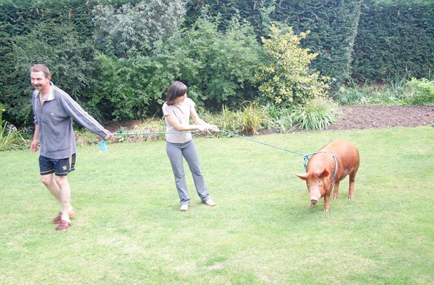 Greg and Emilia Try To Lure the Swimming Pig Back Home
After his romp in the pool, the swimming Tamworth pig wanted to mooch around the garden.  He clearly wasn't going anywhere on a halter.  So we took it off and lured him back (more or less successfully) to his pig friends with a bucket of feed and some apples.
Ключові слова: Tamworth pig Emilia Greg garden Lucies Farm pork