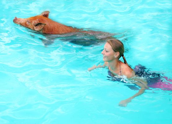 "I Didn't Know Pigs Could Swim."
I was given a book called [url=http://www.amazon.com/exec/obidos/ASIN/0810981556/thepoicompany05/102-1494002-1008967?%5Fencoding=UTF8&camp=1789&link%5Fcode=xm2]The Ubiquitous Pig[/url] by my father in 1993.  In this book is an underwater photograph of a pig and a lady swimming by Garry Winogrand taken at [url=http://www.edwardsaquifer.net/images/card28.jpg]Aquarena Springs[/url] in San Marcos, Texas.  Here's our own version, with Barbara and a Tamworth.
Keywords: Tamworth pig swimming pig Barbara Aquarema Springs Garry Winogrand Lucies Farm pool