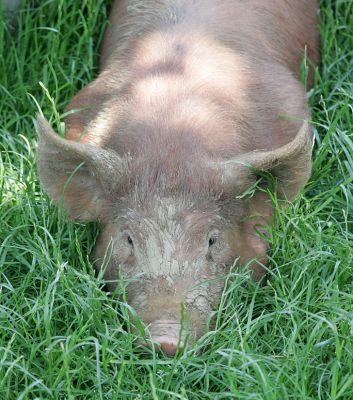Small Tamworth Boar, in the tall grass
Palabras Clave: Tamworth boar tall grass Tamworth pig Lucies Farm