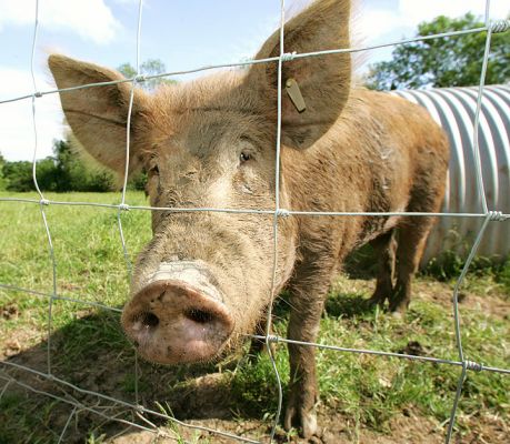Tamworth Curiosity
We were in one field watching the Berkshire pig give birth.  Naturally, the Tamworth pigs in the next field were nosy --- particularly if any of our activities involved food.  Convenient how the snout can go through stock fencing.
Palabras clave: Tamworth pig stock fencing nose