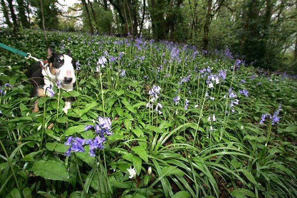 Tapa and the Lord's Wood Bluebells
Tapa having an afternoon walk in Lord's Wood, among the spring bluebells.  April 26 2005
Palabras clave: bluebells Lord's Wood Tapa bull terrier walk Lucies Farm