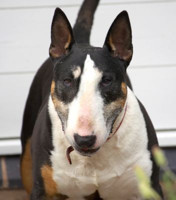 Tapa the Bull Terrier
I went out into the front garden to take photos of magnolias.  Tapa, of course, was close behind.  "What are you doing?"
Słowa kluczowe: Tapa English Bull Terrier dog ears
