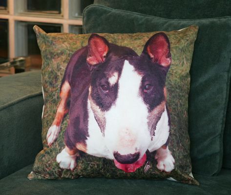 Tapa Photo Cushion
This cushion, featuring our photograph of Tapa, is made especially for Lucies Farm.  It has a velvet smoothness, and the photo reproduction is excellent.  Cushions are available with any of the photographs on this website -- something new from Lucies Farm.
الكلمات الإستدلالية(لتسهيل البحث): Tapa cushion photo cushion bull terrier dog hotel canvas velvet Lucies Farm dog kennel