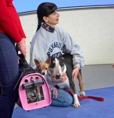Marjorie and Tapa on ITV's "This Morning"
The Lucies Farm Pet Resort and Ritz Canine spa were featured on ITV's "This Morning" programme on February 22 2006.  We brought Tapa to the London Television Centre so that Marjorie could massage him on air.  This was photographed during rehearsal:  Tapa looking at the Chihuahua with great interest.
Keywords: Tapa dog massage ITV This Morning Marjorie English bull terrier Chihuahua