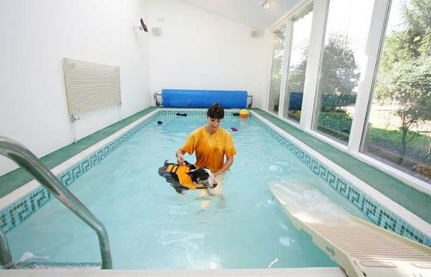 Tapa Having A Swim
The canine life preserver has a special handle on top, and part of the flotation device is below Tapa's head to keep his nose out of the water.
Keywords: Tapa English Bull terrier dog life preserver swimming dog canine hydrotherapy Ritz Canine