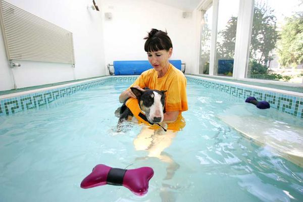 Tapa and Marjorie In the Pool
Trying to show Tapa the floating bone toy.
Keywords: Tapa English Bull Terrier floating dog toy dog swim canine hydrotherapy Ritz Canine