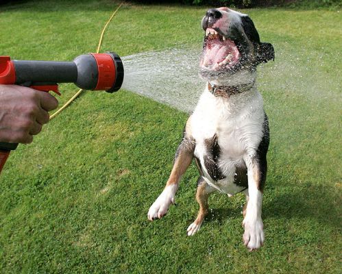 Tapa and His Favourite Toy
Wow, Tapa looks ferocious!  And how dare we spray water in his face and make him angry?  In fact, this is Tapa's favourite game.  If we stop spraying him and try to spray the garden, he runs in front of the hose.  And if we shut the hose off, he stands guard over the nozzle.  In this 1/1500 of a second exposure, Tapa looks [b]mean[/b].  He's not --- and after his garden play, he went to sleep on my lap.
Keywords: Tapa water hose garden bull terrier teeth