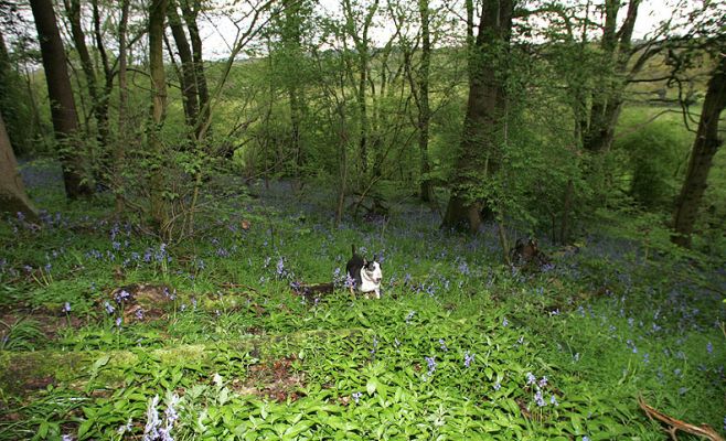 Tapa taking a Walk
We have a 17 acre private woodland, Lord's Wood.  Here's a photo of Tapa having an afternoon walk among the spring bluebells.  April 26 2005
Schlüsselwörter: Tapa bluebells Lord's Wood spring dog hotel Lucies Farm