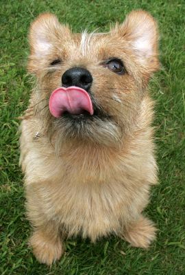 Teddy Waiting for His Cookie
Teddy, a [url=http://www.norfolkterrierclub.co.uk/]Norfolk Terrier[/url], is pretty cute.
Keywords: Teddy Norfolk Terrier dog hotel dog boarding Lucies Farm