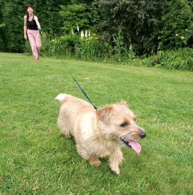 Teddy on a Run in the Garden
. . .  with Marjorie miles behind.
Keywords: Teddy Norfolk Terrier run garden dog boarding dog kennel dog hotel Lucies Farm