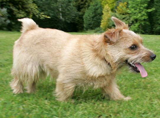 Teddy the Norfolk Terrier
Palabras clave: Teddy Norfolk Terrier dog walk dog boarding dog hotel dog kennel Lucies Farm