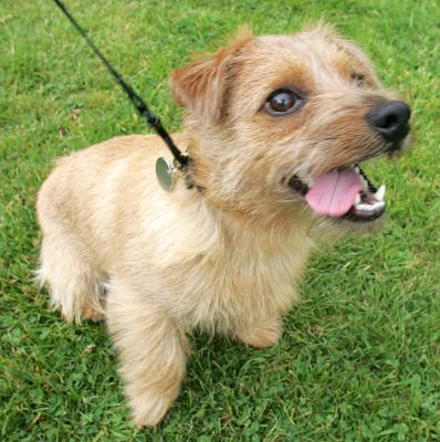 Teddy
Ключови думи: Teddy Norfolk Terrier dog lead dog walk dog boarding dog kennel Lucies Farm