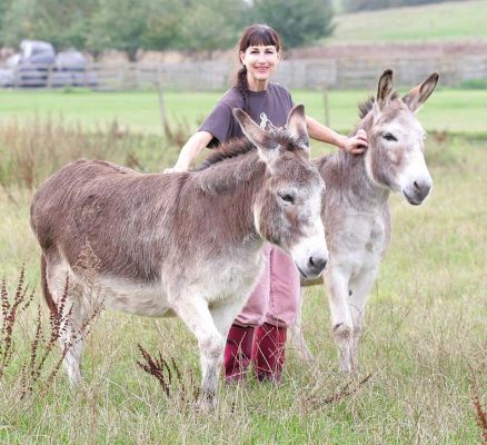 Marjorie With Geofredo and Pedro
. . .  or is it Pedro and Geofredo?  Photographed at Birchfields 2 on 23 Oct 05.  The two donkeys are in with most of the Highland cattle.
Trefwoorden: donkeys Geofredo Pedro Marjorie Birchfields
