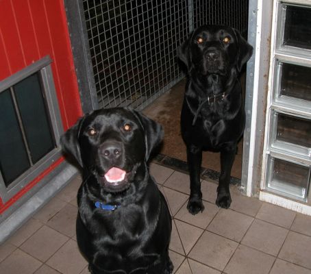The Men
Harvey and Buddy --- It's pretty hard to get them to stand still for a photo!  The aniseed biscuit did the trick, but just barely.  A second later they were after the biscuit.
