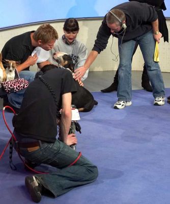 Dr Scott Miller, Tapa, and Marjorie
A rehearsal for the "Pampered Pooch" segment on ITV's "This Morning" show.
Λέξεις-κλειδιά: Tapa English Bull Terrier dog massage pampered pooch ITV This Morning Dr Scott Miller