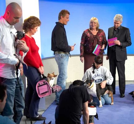 Marjorie Demonstrating Dog Massage on ITV's "This Morning"
As Dr Scott Miller, Fern Britton, and Phillip Schofield look on.  February 22 2005.
Keywords: ITV This Morning Marjorie Dr Scott Miller Fern Britton Phillip Schofield Tapa English Bull Terrier