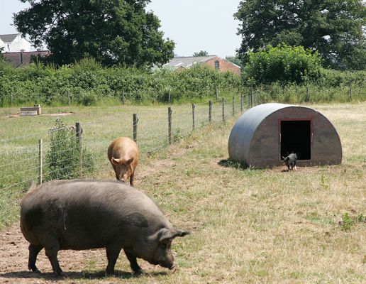 In the Four Acre Field
Three different types of pigs:  in the foreground, the large black pig is a fairly elderly (but hugely fast) Iron Age - Gloucester Old Spot cross.  The red pig is a pure Tamworth, and the piglet coming out of the ark is a Berkshire.
Schlüsselwörter: Tamworth Iron Age pig Gloucester Old Spot Berkshire pig Lucies Farm Tamworth pig