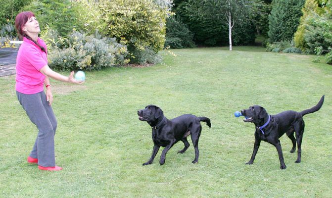 Marjorie Playing Catch with Harvey & Buddy
Ključne besede: Marjorie Harvey Buddy Black Labrador dog boarding dog kennel Lucies Farm