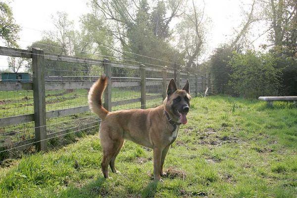 Tiny Having Her Morning Prowl
At last some sunshine!  Tiny having her morning prowl around the garden, before her morning walk -- and then, of course, breakfast.
Ključne besede: Tiny walk dog Akita German shepherd Lucies Farm