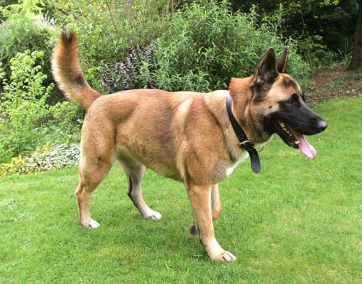 Tiny
April 24 2005
Palabras clave: Tiny Akita German shepherd dog Lucies Farm