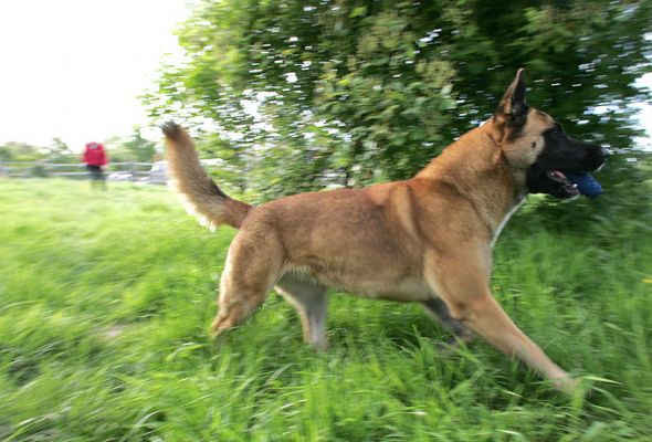 Tiny Playing Catch
Keywords: Tiny catch dog kennel dog hotel dog boarding Lucies Farm