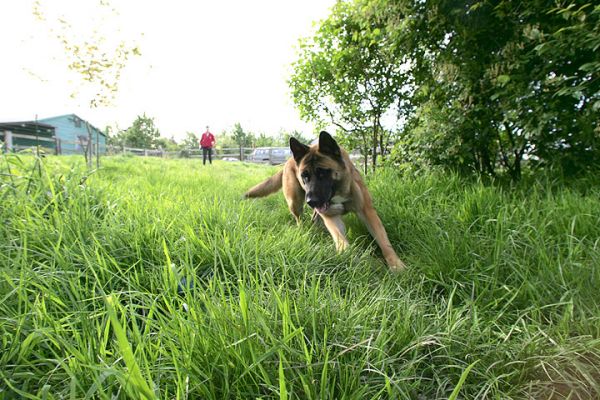 Tiny Playing Catch
Marjorie (in the background) tosses, and Tiny runs and jumps.
Schlüsselwörter: Tiny catch playing ball Marjorie dog kennel Lucies Farm dog boarding